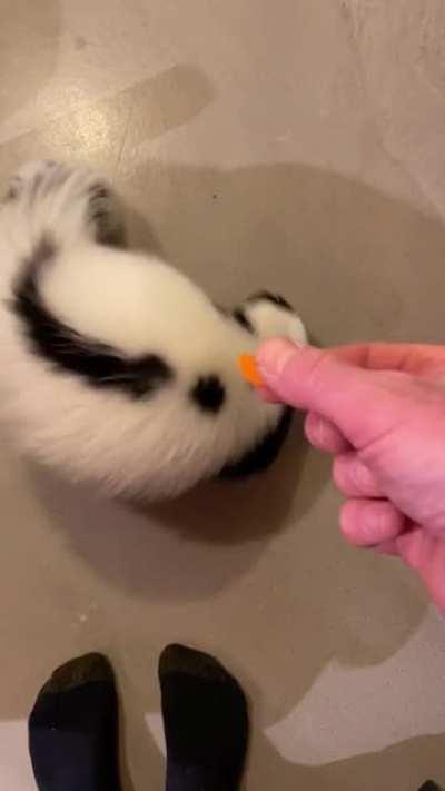 First real trick learned! Such a good boy 🥰