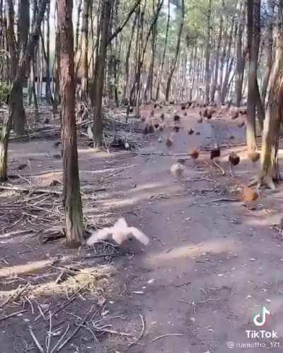 Quem falou em invasão das galinhas? Já começou!