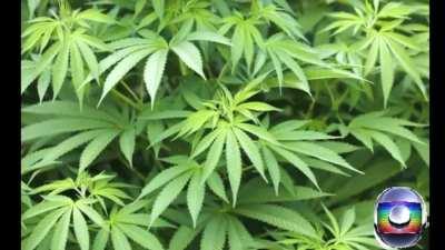 ISSO A GLOBO NÃO MOSTRA 😨