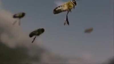 Extraordinary video of the inflight mating of a queen bee. The ejaculation of a drone bee is so powerful that his endo phallus ruptures and he quickly dies.