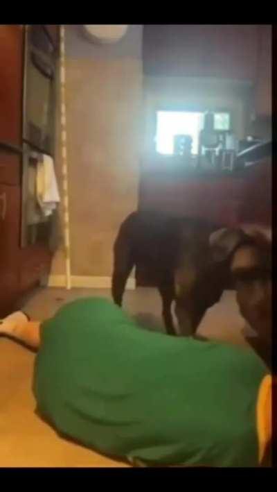 Training a dog to ..........be a boss.