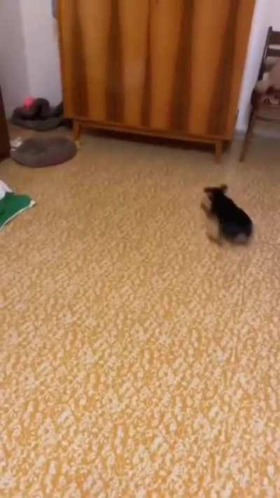 Now you see me, now you don't!