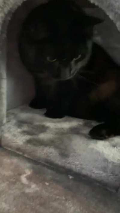 Freddy sharing his thoughts on the new cat tree.