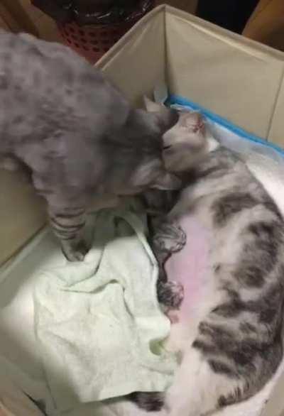 Father cat coming to check on Mama cat and babies
