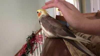 Pidgey on the bannister!