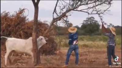 To Help A Cow That's Stuck