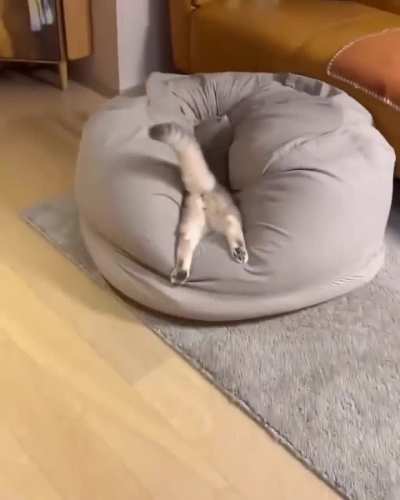 Practicing for the Kitty Olympics ✨