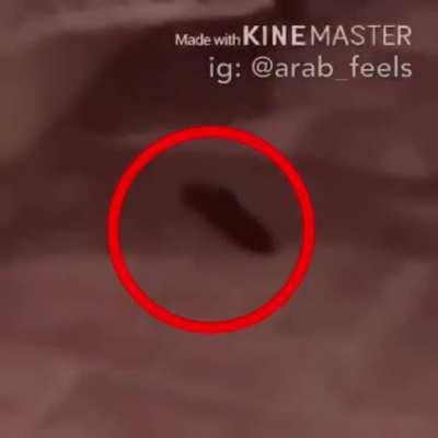 سبحان الله☝ Subhan Allah☝ 🦅🐠🦅 #اسلام_صبحي #رعد_الكردي#هزاع_البلوشي#تلاوات_خاشعة#ادعية #زيد_الشنطي#بدرالمشاري#قران_كريم #قران#الصحفي #وسيم_يوسف#تلاوات#تلاه_خاشعة#ادريس_ابكر #عائض_#اناشيد#اناشيد_دينيه 👇👇👇👇 Like♥ Comment📝 Tag 👨‍👨‍👧‍👦 Share 🔄 Follow👉@arab_fee