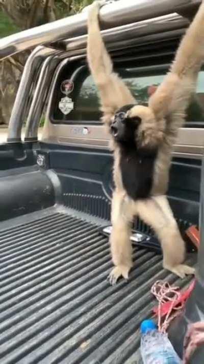 Gibbons don't suffer in silence....