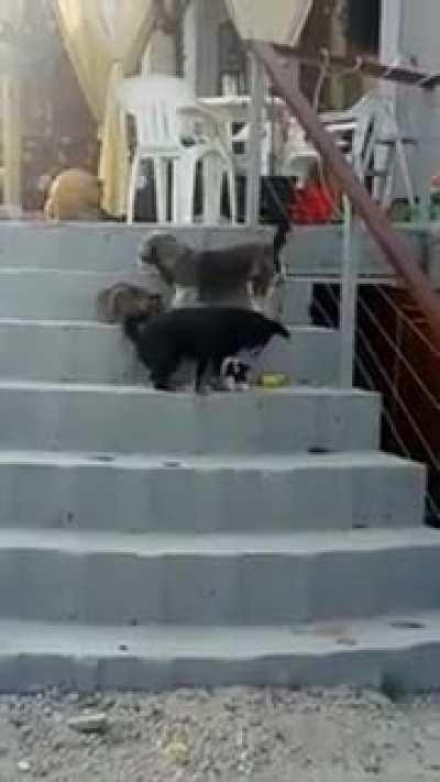 Someone suggested I post this here: We adopted a three legged smol boy and our other furry family members are teaching him how to climb the stairs.