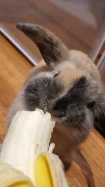 My bunny likes bananas 🥺
