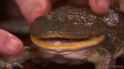 It is Wednesday my dudes.