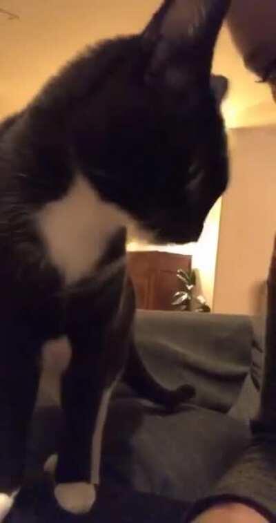 The lady from the shelter said she would never be an affectionate cat