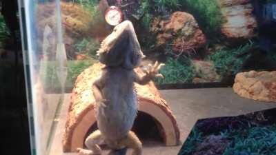 want to see a hilarious metal video my husband made about our metal beardies? hahahahah