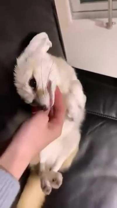 Fennec fox, he's a desert animal