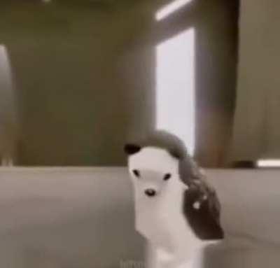 Hashbrown the hedgehog