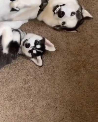 The derpiness must run in the family