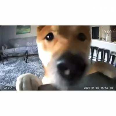 Cute dog finds the new camera
