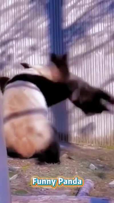 Pandas are so funny!