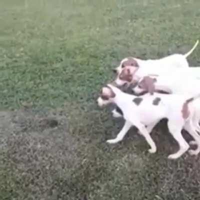 Pointer puppies pointing at a feather