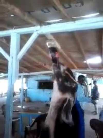 Goat addicted to coca-cola