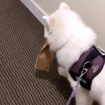 Food delivery is here 🚚