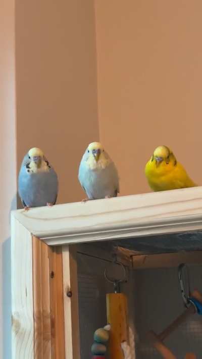 put on some music for my budgies :D
