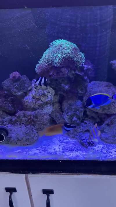 Just need more corals and less apstasia lol