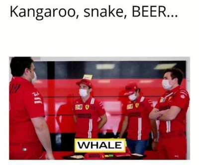 *something related to animals*