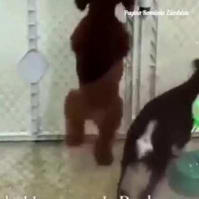 Câinele maramureșean