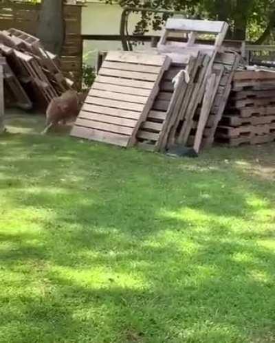 Another tom and jerry