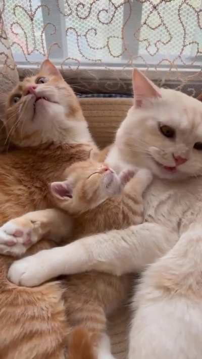 This is called a happy cat family