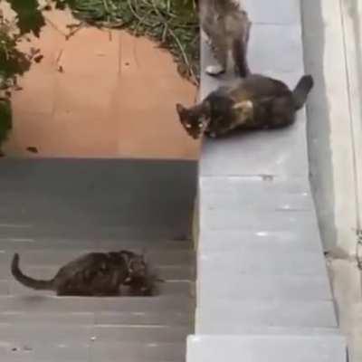Just some cats making sure they don't leave the kitten