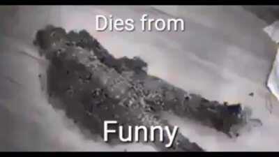 anyone in this sub when they see a photo of a monkey (haha me laugh for 30th time)