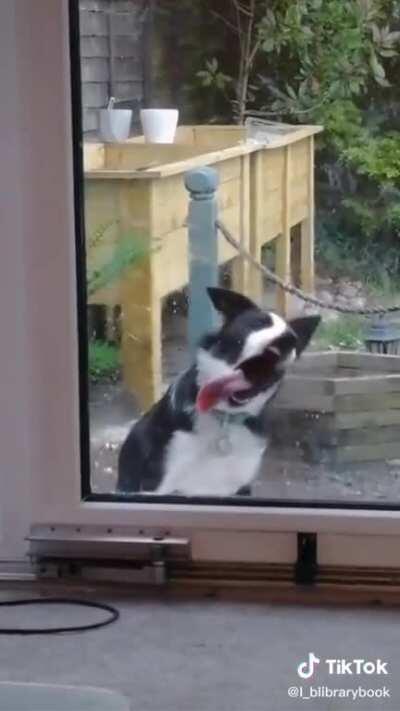 Derpy window licker