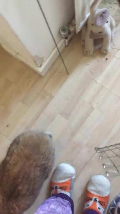 Honey is always eager to say good morning