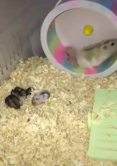 to teach a baby how to use the hamster wheel