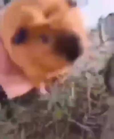 Dennis Chainsawman is real