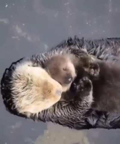 Mother otter making sure her child feels comfy and loved