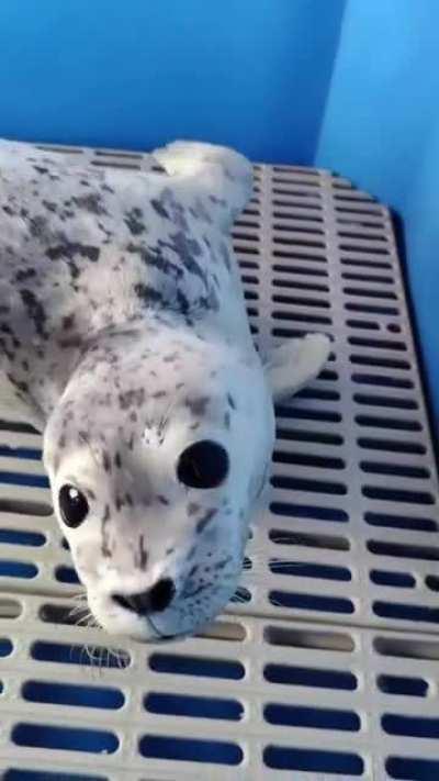 Sea pupper♡