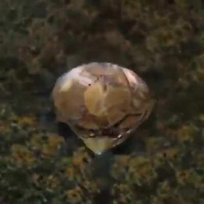 Animation generated by artificial neural networks