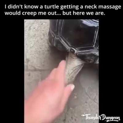 Guy takes care of his turtle by whatever means necessary. A true bro.