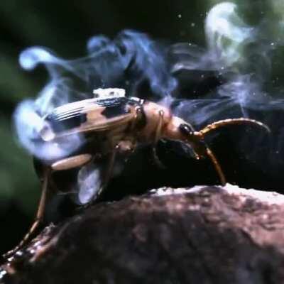 Hot acid squirting from beetle.