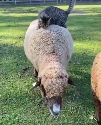 Just checking if it's so fluffy.