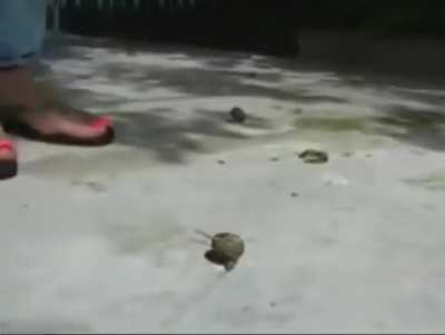 Walk through the park crushing snails