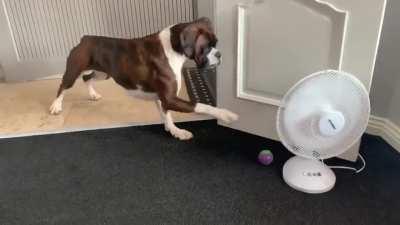 Mission very pawsible