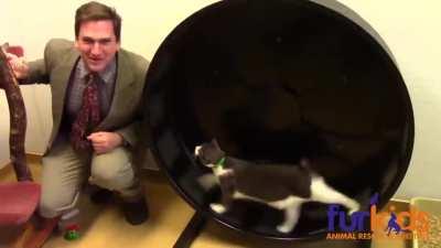 We need more ads like this. Also.. adopt! And visit your local animal shelters 🐱🐶