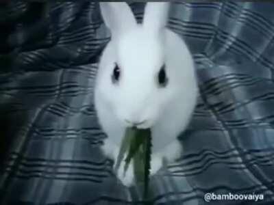 Quick, bring up the Holy Hand-grenade!