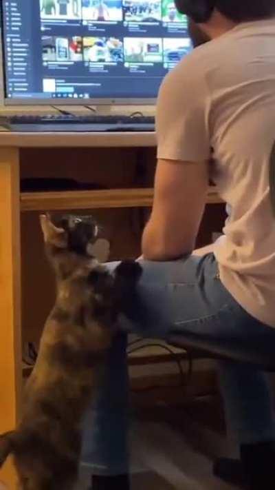 Cat. Pet the damn Cat.