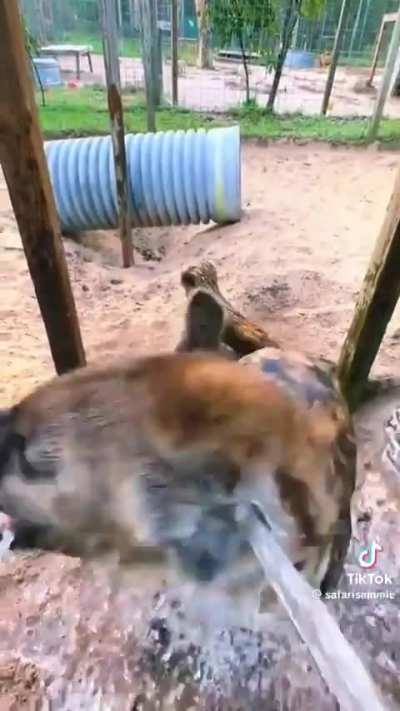 Clean The Yeen